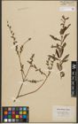 Foto von Salix purpurea L. x Salix repens L.